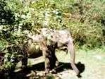 Elephant in Yala